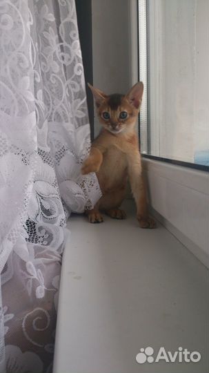 Абиссинские котята
