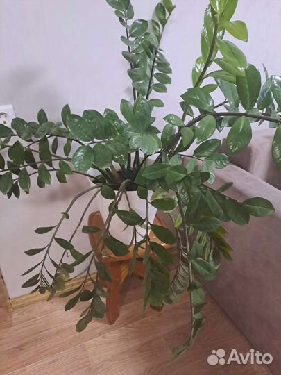 Большой замиокулькас долларовое дерево