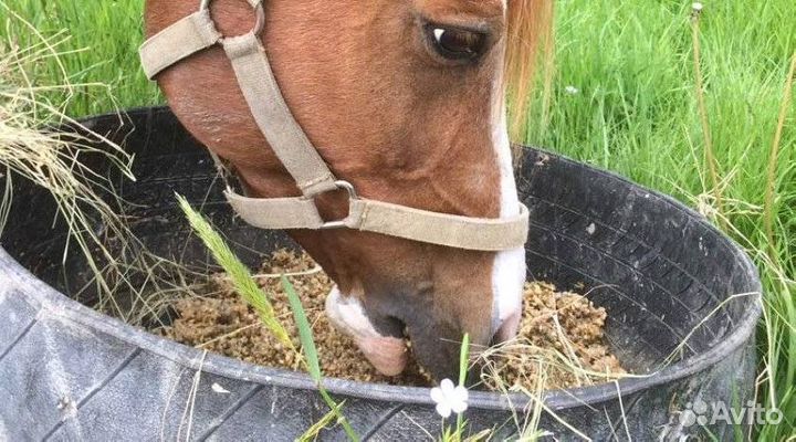 Корм для лошадей