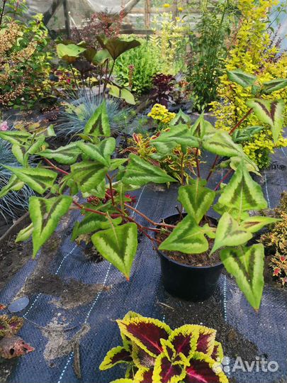 Многолетние растения для сада