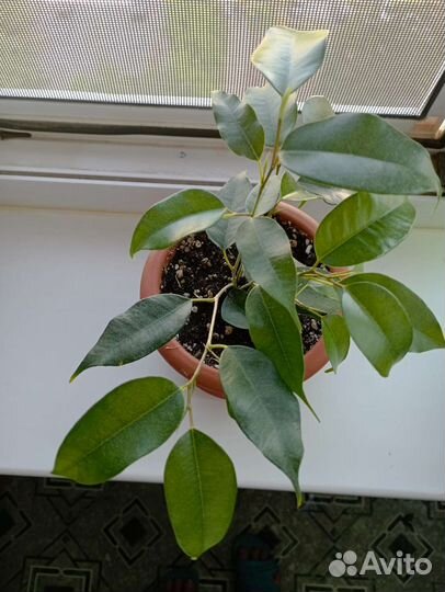 Комнатный цветок Фикус