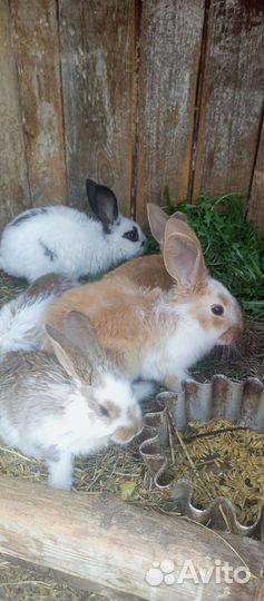Продам крольчат