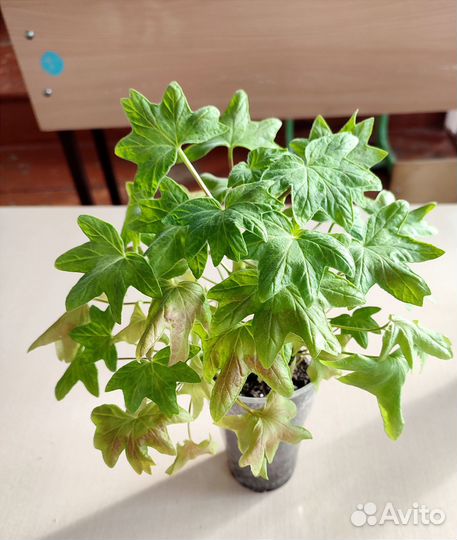 Пеларгония герань стеллар