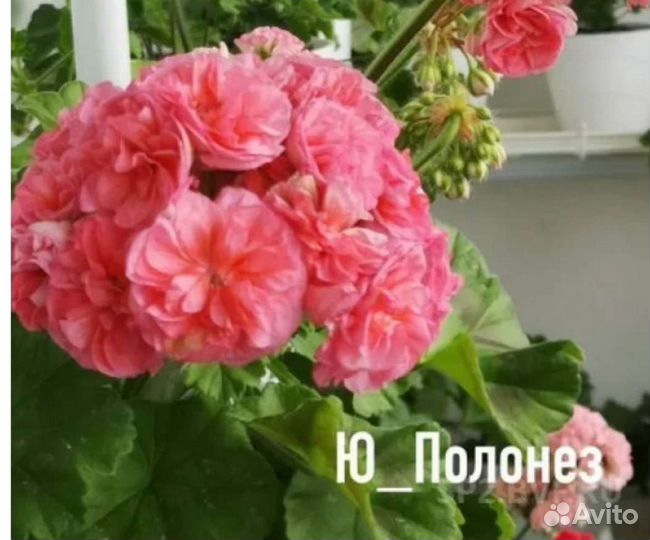 Сортовые пеларгонии