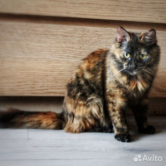 Трехцветные кошки черепашки, черепаховые бесплатно