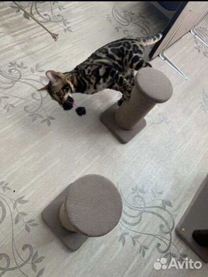 Настенный домик для кошки на заказ