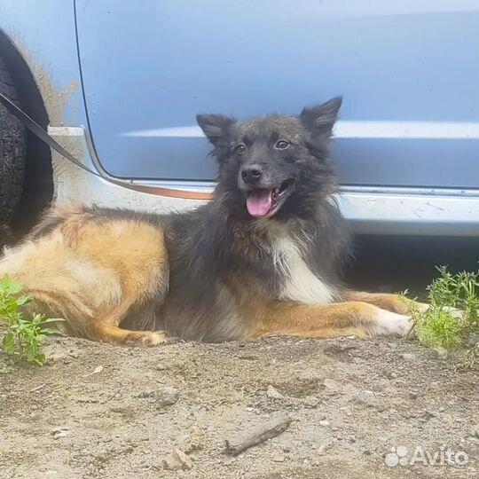 Собака в добрые руки