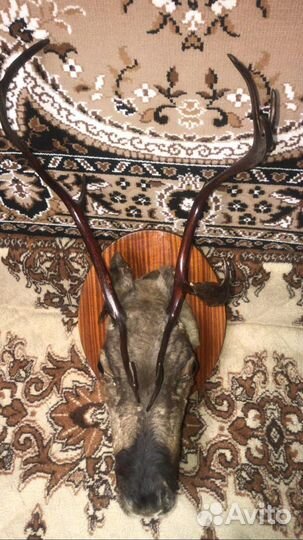 Голова оленя