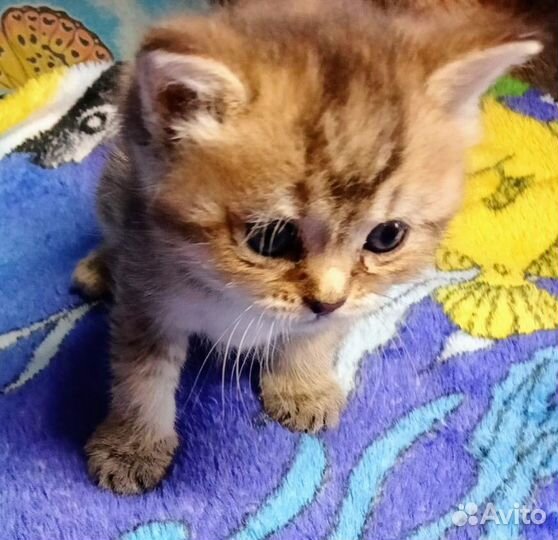Котята британской шиншиллы