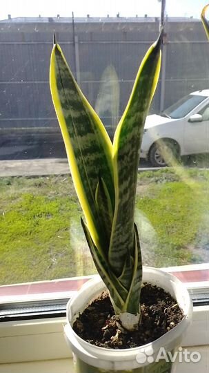 Сансевиерия