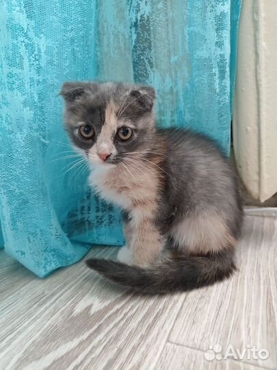 Отдам в добрые руки