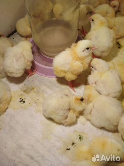 Цыплята