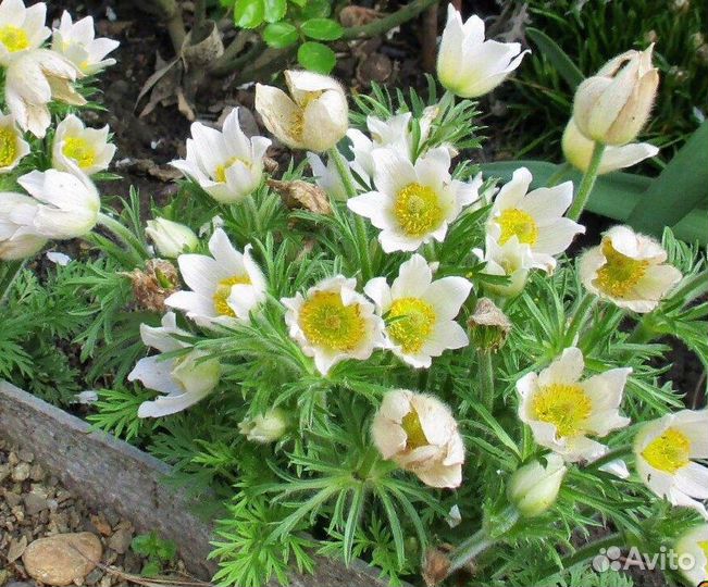 Семена прострела (подснежник, сон-трава)