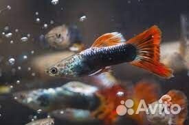 Моллинезии гуппи сомики креветки меченосцы