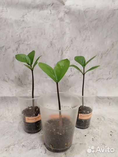 Замиокулькас