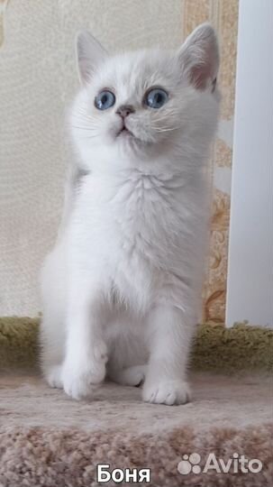 Шотландские котята