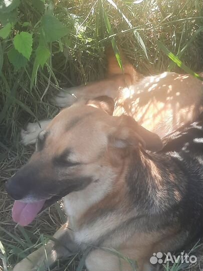 Овчарка полукровка