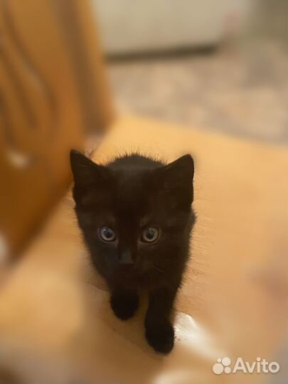 Котенок бесплатно