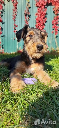 Щенки эрдельтерьера