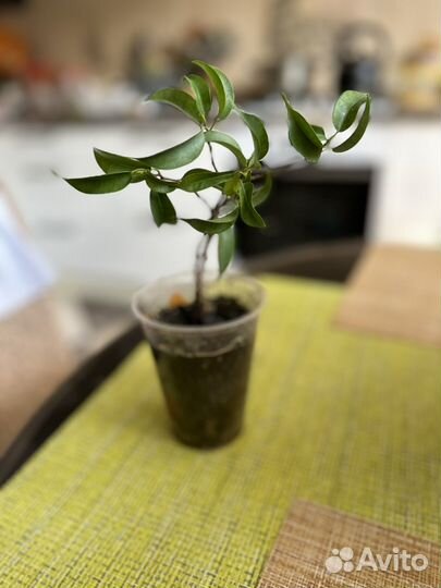 Фикус Эластика, бенджамина