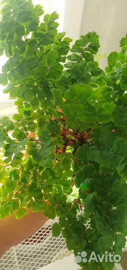 Папоротник адиантум венерин волос