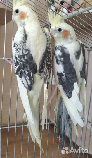 Птенцы корелла- нимфа