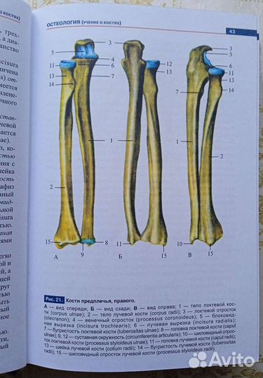 Атлас анатомии человека Р.П.Самусев