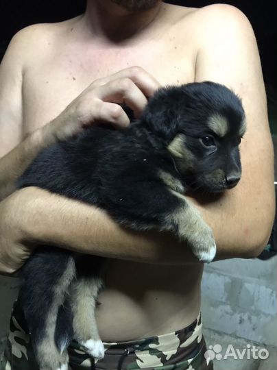 Собака