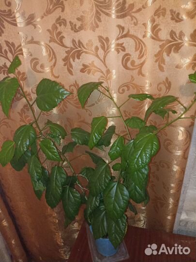 Китайская роза