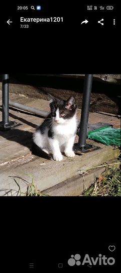 Котята в добрые руки