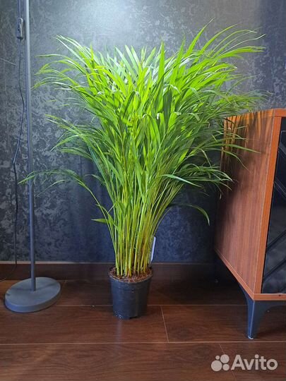 Пальма арека дипсис