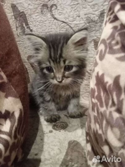 Котята в добрые руки бесплатно