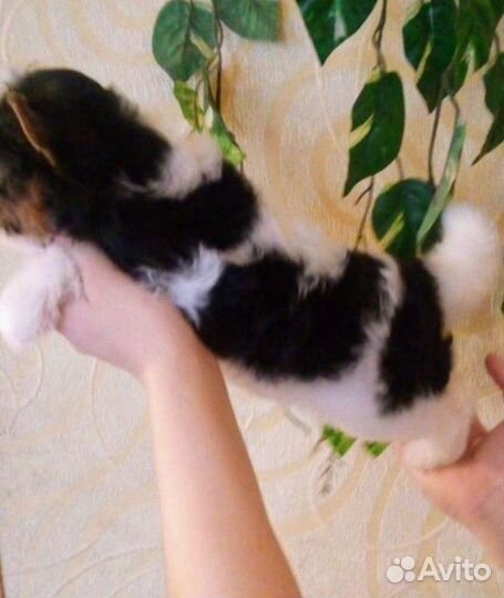 Предлагаю к продаже щенков бивера