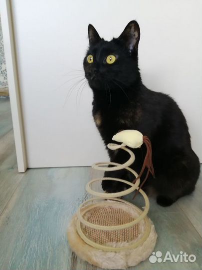 Игрушка для кошек новая на пружине с мышкой