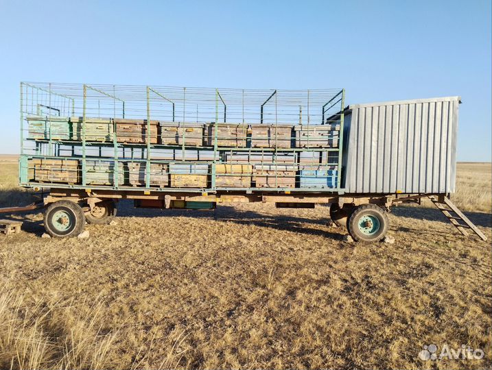 Продам пасеку