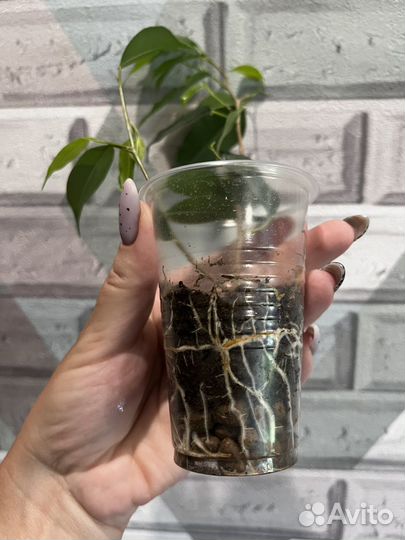 Фикус бенджамина