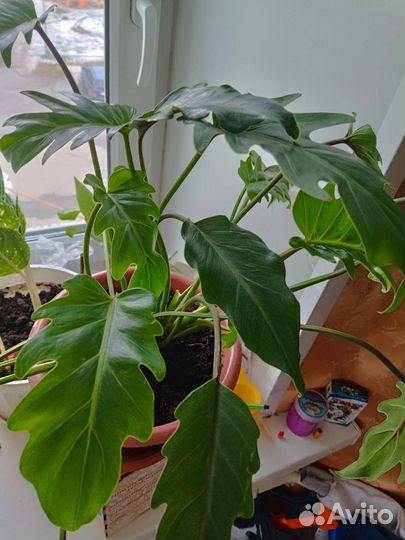 Филодендрон