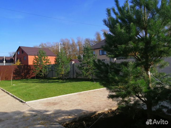 Саженцы сосны ёлки рябины березы и т д