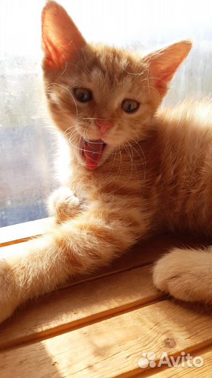 Рыжий Котенок в добрые руки