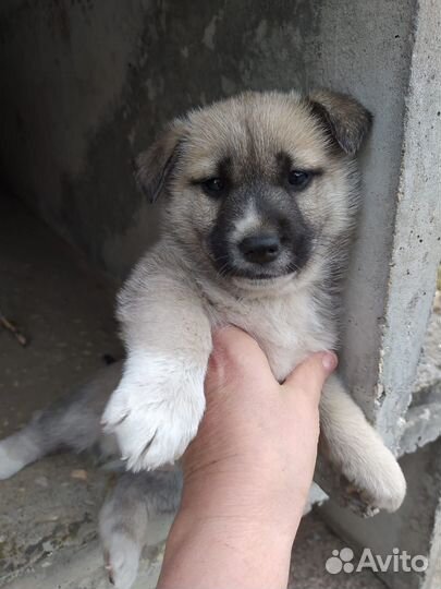 Собаки бесплатно