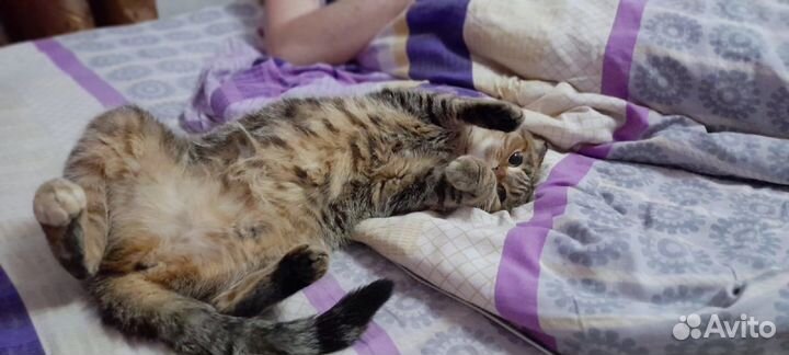 Шотландская вислоухая кошка бесплатно