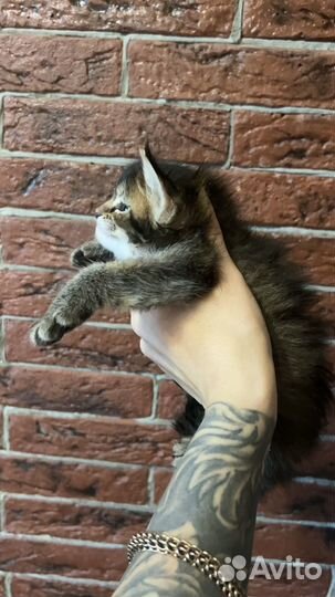 Мейн-кун девочка