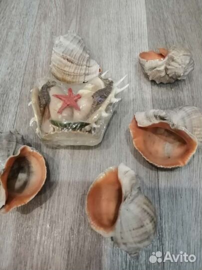 Ракушка