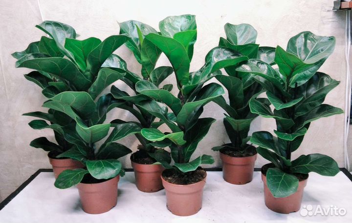 Фикус лирата