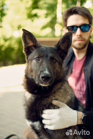 Нежный щенок, добрый в дар