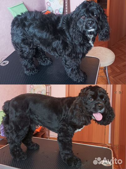 Груминг Грумер Стрижка собак