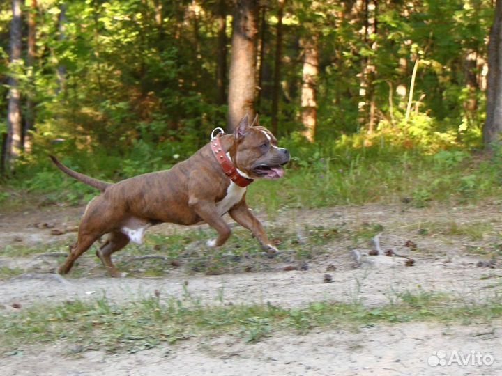 Американский булли (вязка)