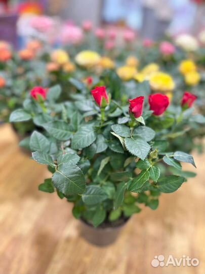 Комнатные растения:Розы