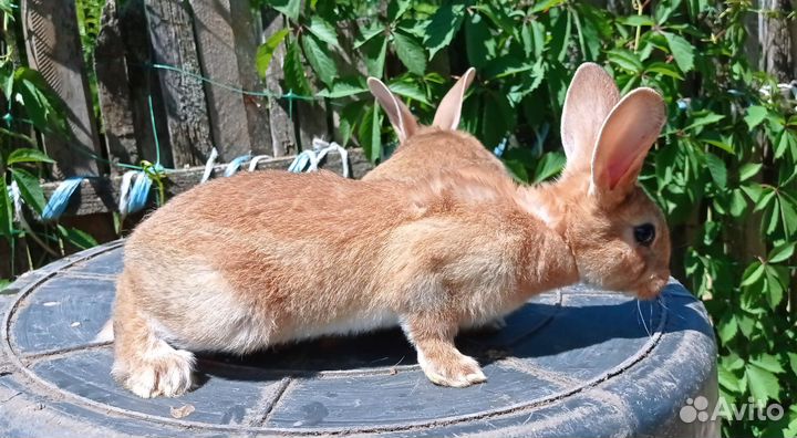 Кролики породы рекс