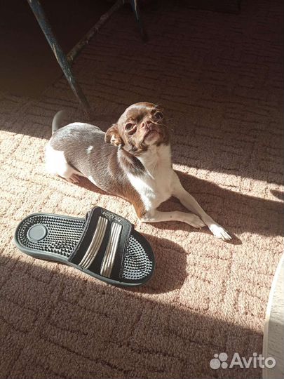 Вязка чихуахуа